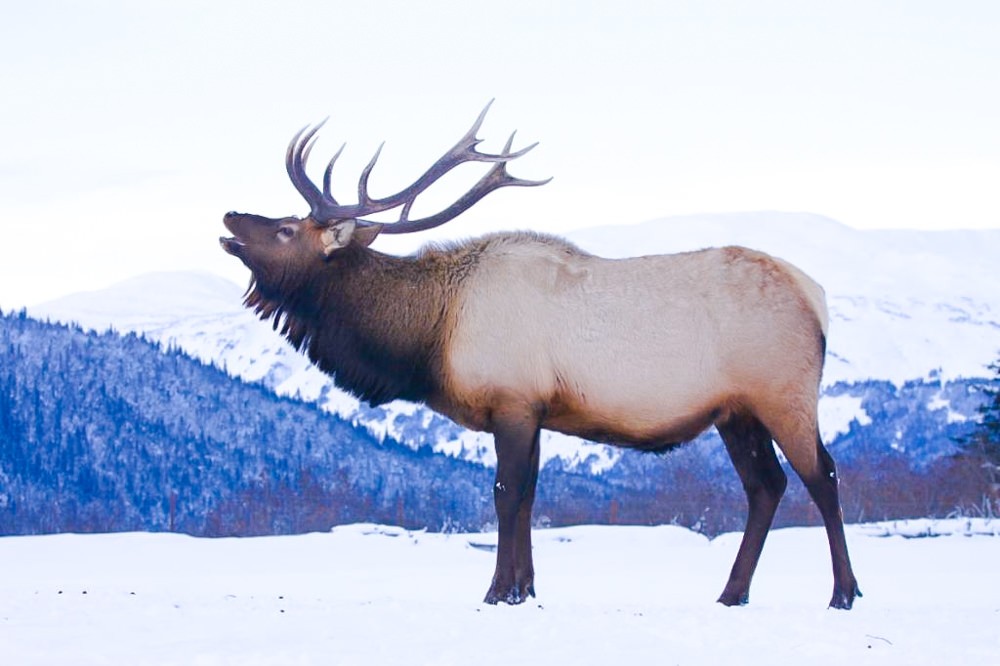 Alaska Wildlife Conservation Center | Portage | ALASKA.ORG